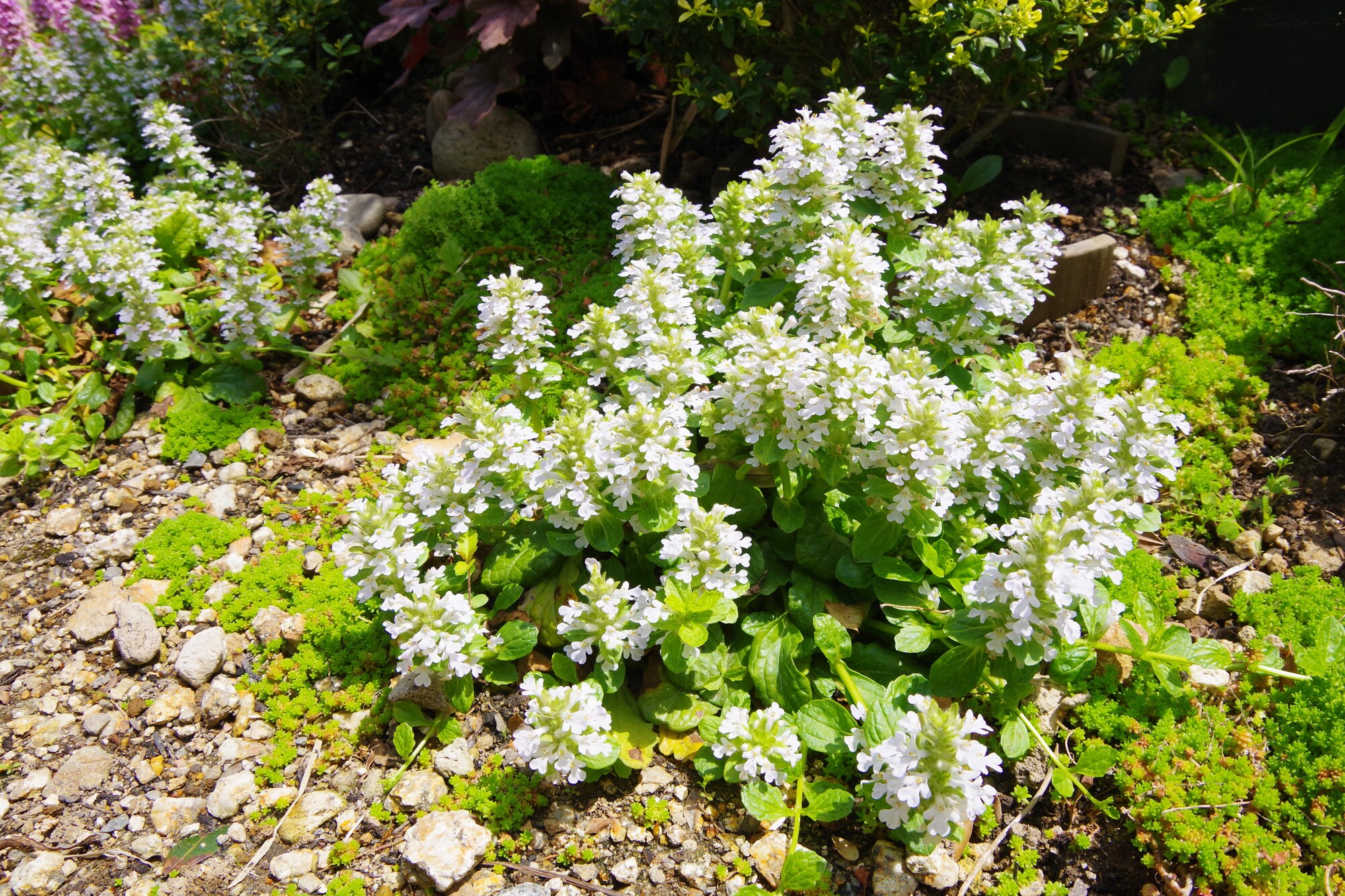 アジュガの魅力とは おすすめポイントと育て方のコツを紹介
