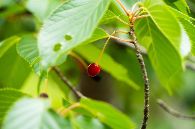 さくらんぼの木を剪定しよう 剪定時期 方法 必要なものとは ミツモア
