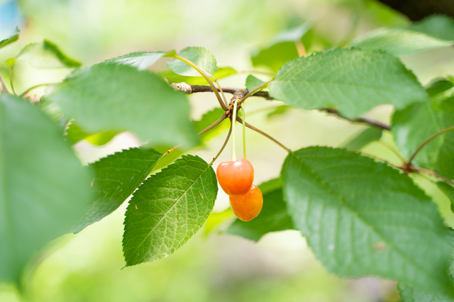 さくらんぼの木を剪定しよう 剪定時期 方法 必要なものとは ミツモア