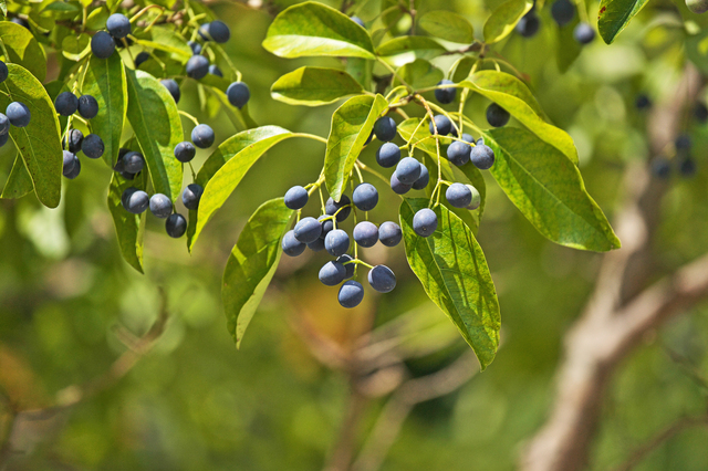 ナンジャモンジャの木ヒトツバタゴを育てよう 花が咲かない原因は