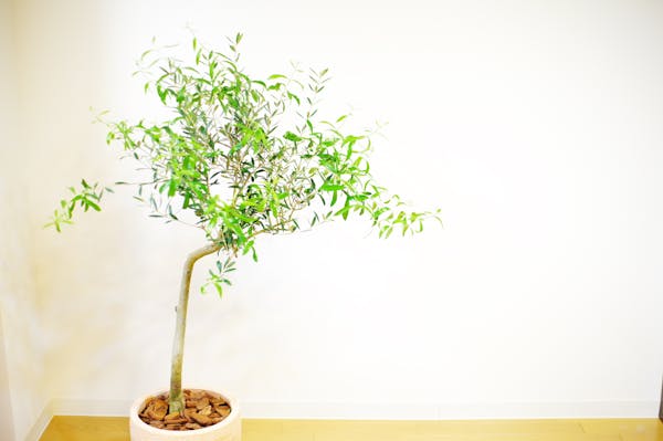 オリーブの剪定の時期や方法は 上手な剪定のコツや挿し木の仕方も オリーブの剪定の時期や方法は 上手な剪定のコツや挿し木の仕方も