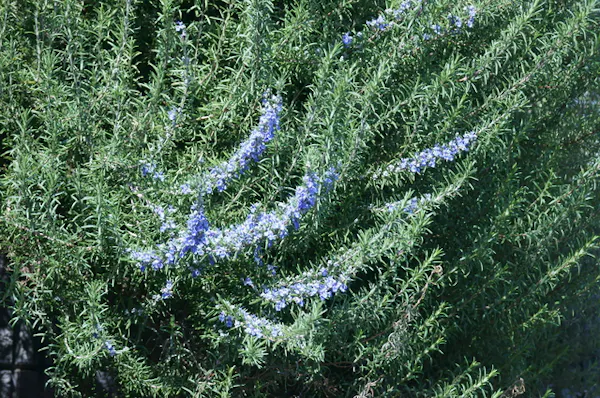 ローズマリー剪定の基本を紹介 最適な時期や切る枝の見分け方は ローズマリー剪定の基本を紹介 最適な時期や切る枝の見分け方は