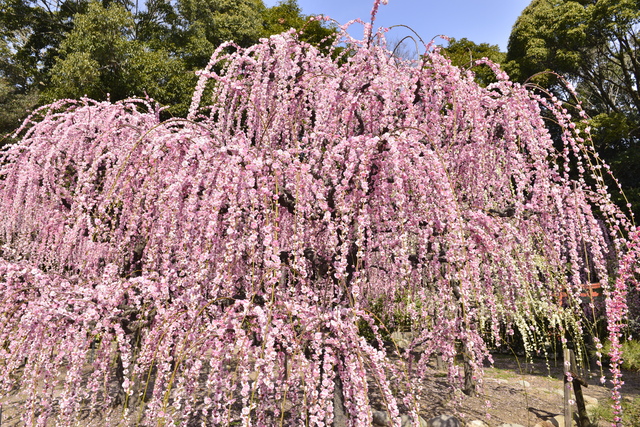 梅の木の剪定方法を紹介 剪定時期や樹齢による違いも確認しよう
