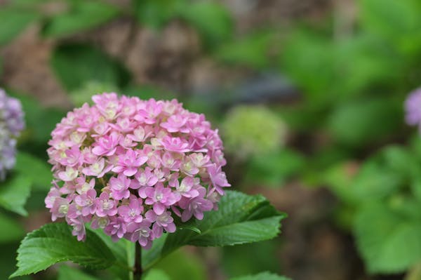 人気の紫陽花の種類とは 定番から人気品種まで16種類を紹介 人気の紫陽花の種類とは 定番から人気品種まで16種類を紹介