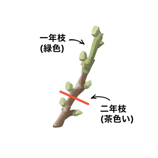 イチジク　秋果専用種　剪定