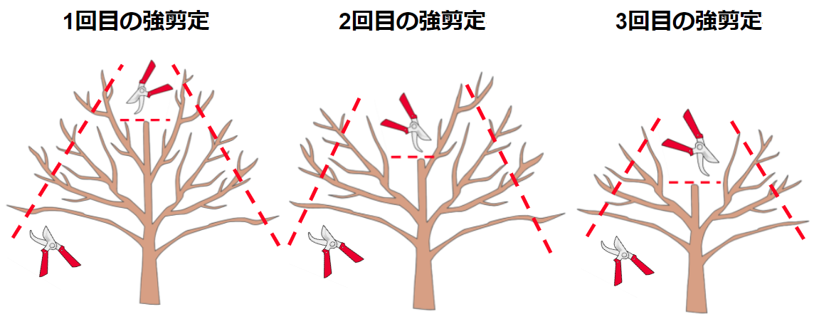 さくらんぼの木を剪定しよう 剪定時期 方法 必要なものとは ミツモア