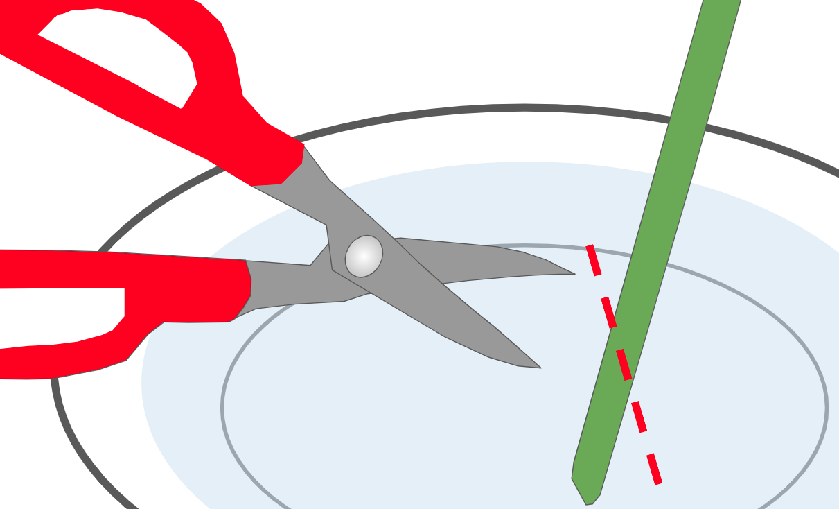 サンタンカとはどんな花 花言葉や人気の種類 育て方を解説