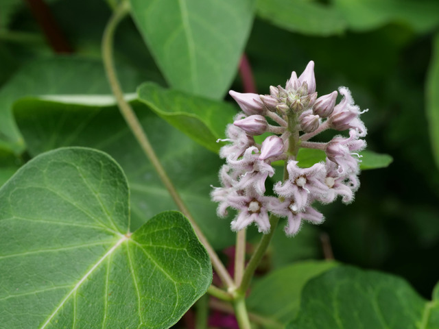 つる植物の種類・おすすめ一覧！常緑や花が綺麗なものは？伸び方の特徴や選び方も紹介！