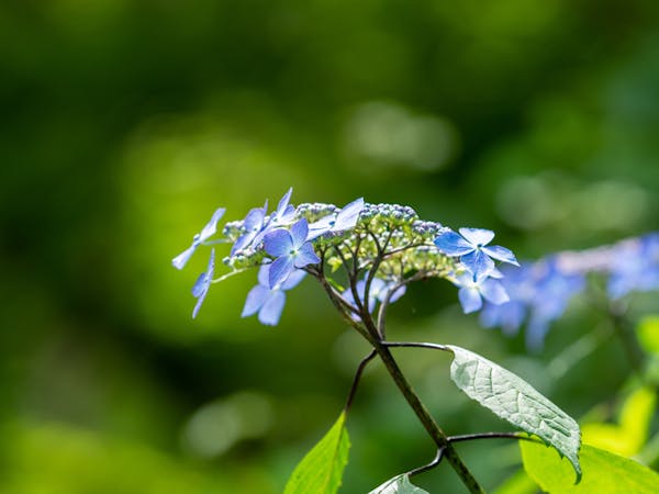 人気の紫陽花の種類とは 定番から人気品種まで16種類を紹介 人気の紫陽花の種類とは 定番から人気品種まで16種類を紹介