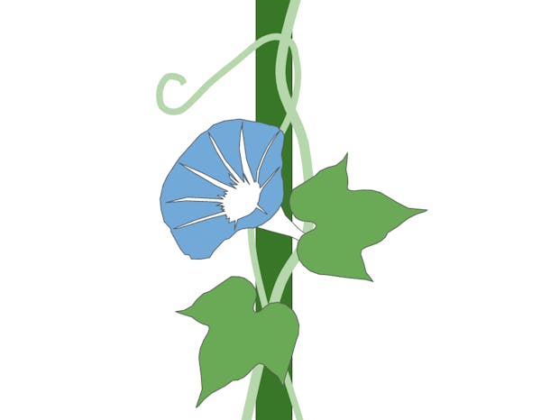 つる植物の種類 おすすめ一覧 常緑や花が綺麗なものは 伸び方の特徴や選び方も紹介 つる植物の種類 おすすめ一覧 常緑や花が綺麗なものは 伸び方の特徴や選び方も紹介