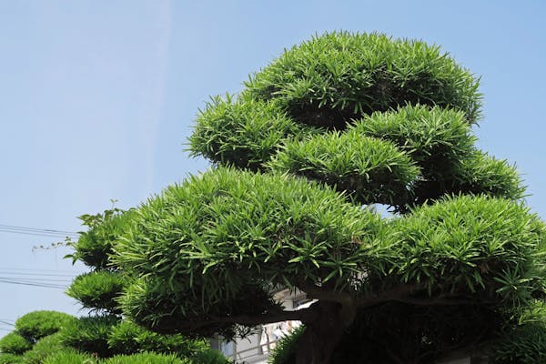 種類別 庭木の剪定時期一覧 最適な季節やタイミングは 木をダメにしない剪定 種類別 庭木の剪定時期一覧 最適な季節やタイミングは 木をダメにしない剪定