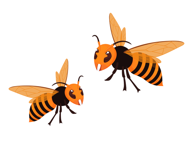 スズメバチの種類を知りたい 見分け方と危険性 駆除方法もチェック