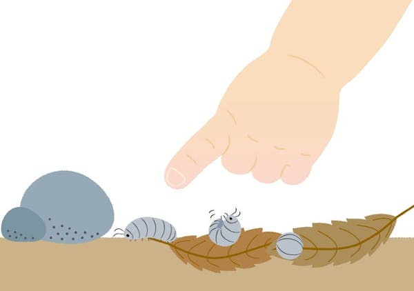 ダンゴムシを駆除しよう ダンゴムシの特徴やおすすめの駆除剤を紹介 ダンゴムシを駆除しよう ダンゴムシの特徴やおすすめの駆除剤を紹介