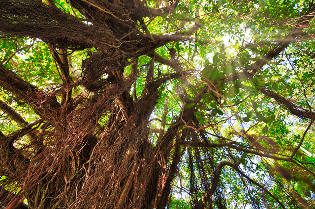 失敗しないガジュマルの剪定方法とは 最適な時期や方法を解説