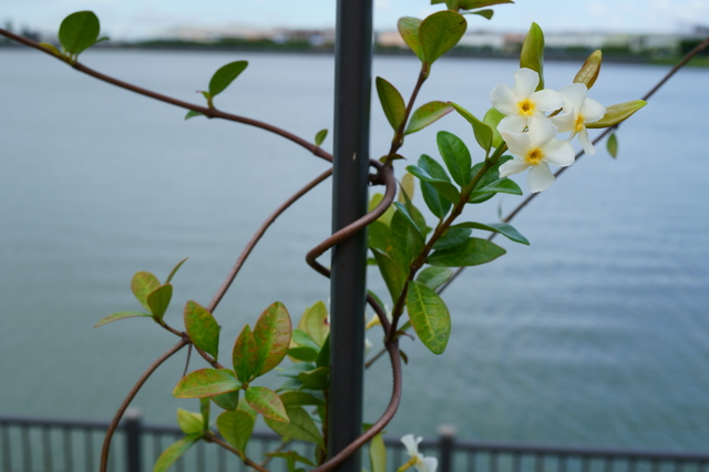 つる植物の種類・おすすめ一覧！常緑や花が綺麗なものは？伸び方の特徴や選び方も紹介！