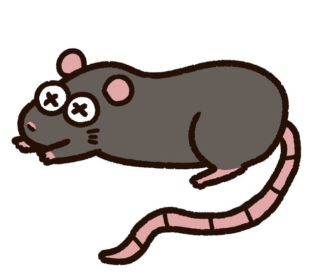 ネズミの死骸を処理する際の注意点は 病原菌や害虫に注意