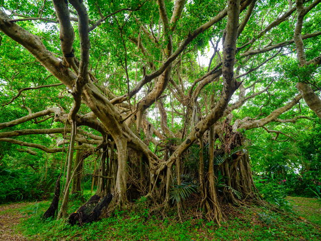 失敗しないガジュマルの剪定方法とは 最適な時期や方法を解説