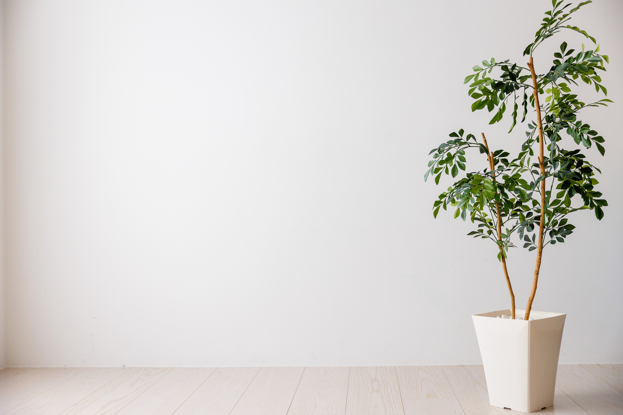 観葉植物にわいたコバエを退治するには 対策や発生を防ぐコツも紹介