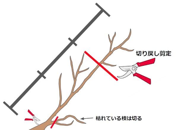 枝の3分の1を切る切り戻し剪定