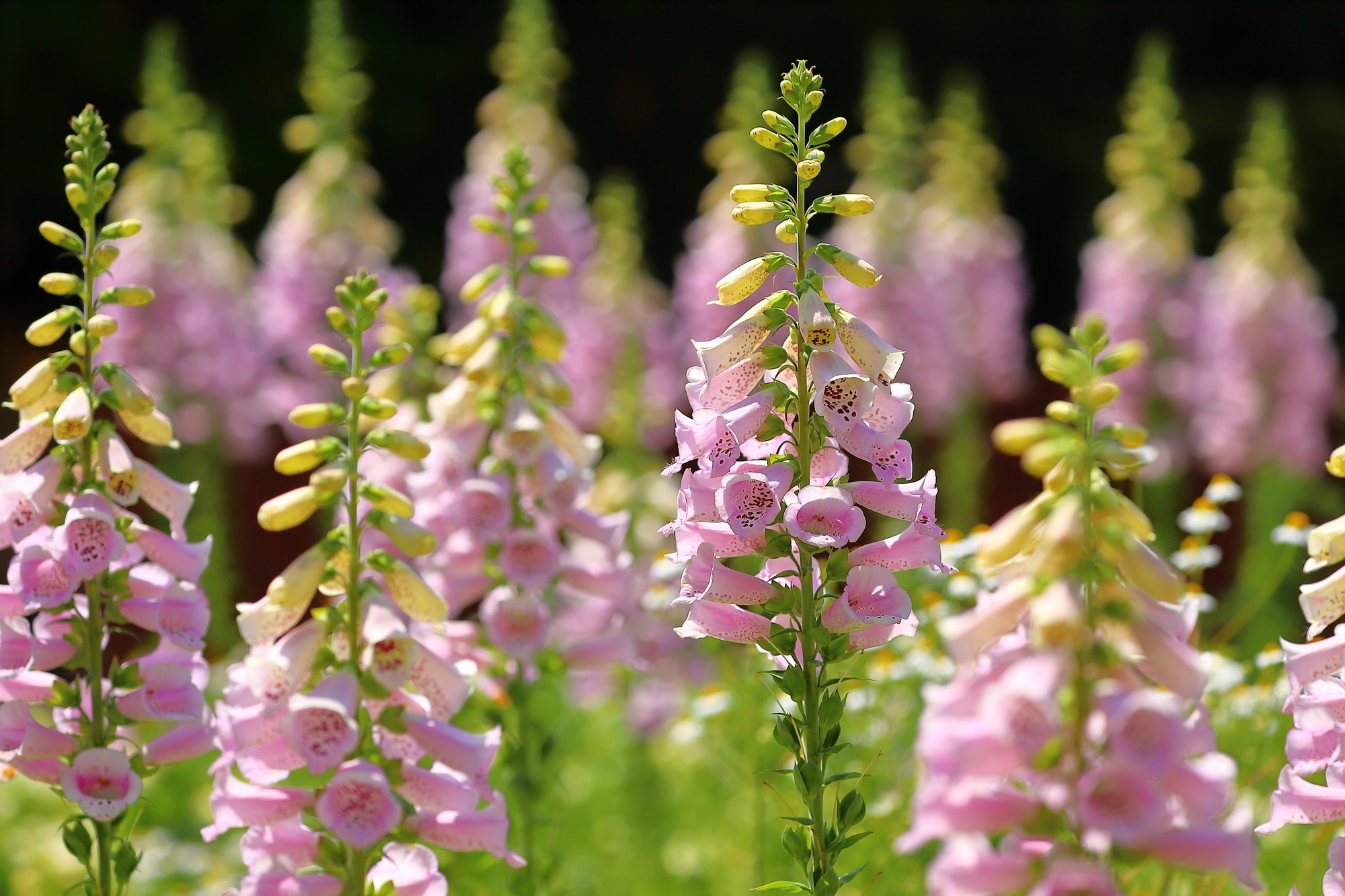 ジギタリスの育て方 毒性は大丈夫 品種ごとの特徴を写真付きで紹介 ミツモア