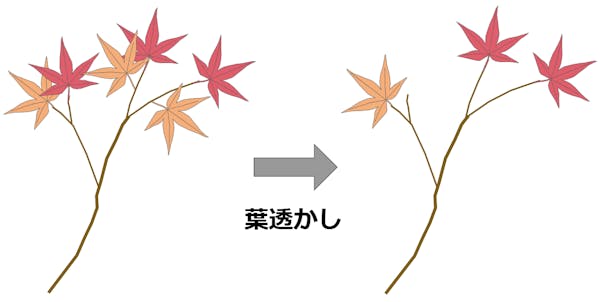 もみじの正しい剪定方法や時期とは 育てるためのポイントも解説 ミツモア もみじの正しい剪定方法や時期とは 育てるためのポイントも解説 ミツモア