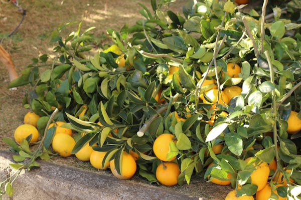 みかんの木を剪定しよう ベストな剪定時期と切る枝の選び方を解説 ミツモア みかんの木を剪定しよう ベストな剪定時期と切る枝の選び方を解説 ミツモア