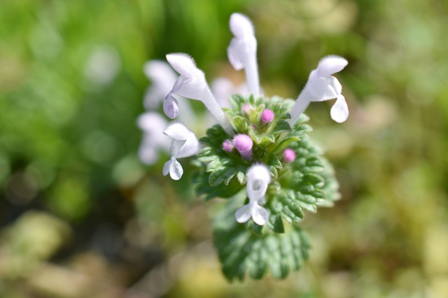 ホトケノザの特徴 生態を解説 厄介な雑草 七草との違いとは