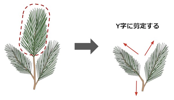 松の剪定（Y字）を説明している図解