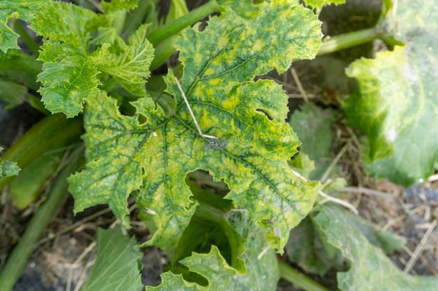 ゼラニウムで窓辺を華やかに 育て方のポイントや管理方法を解説