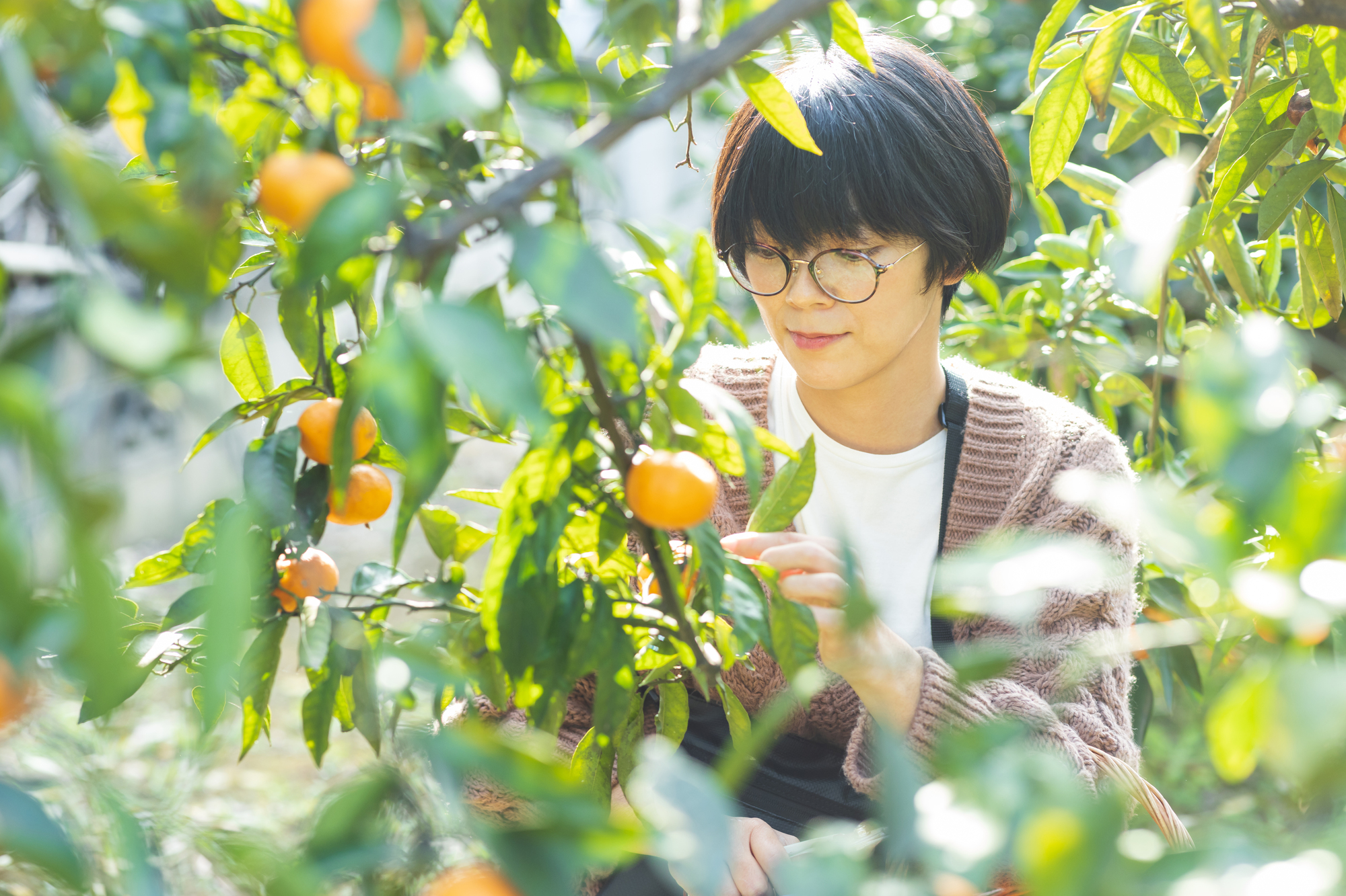 みかんの木を剪定しよう ベストな剪定時期と切る枝の選び方を解説