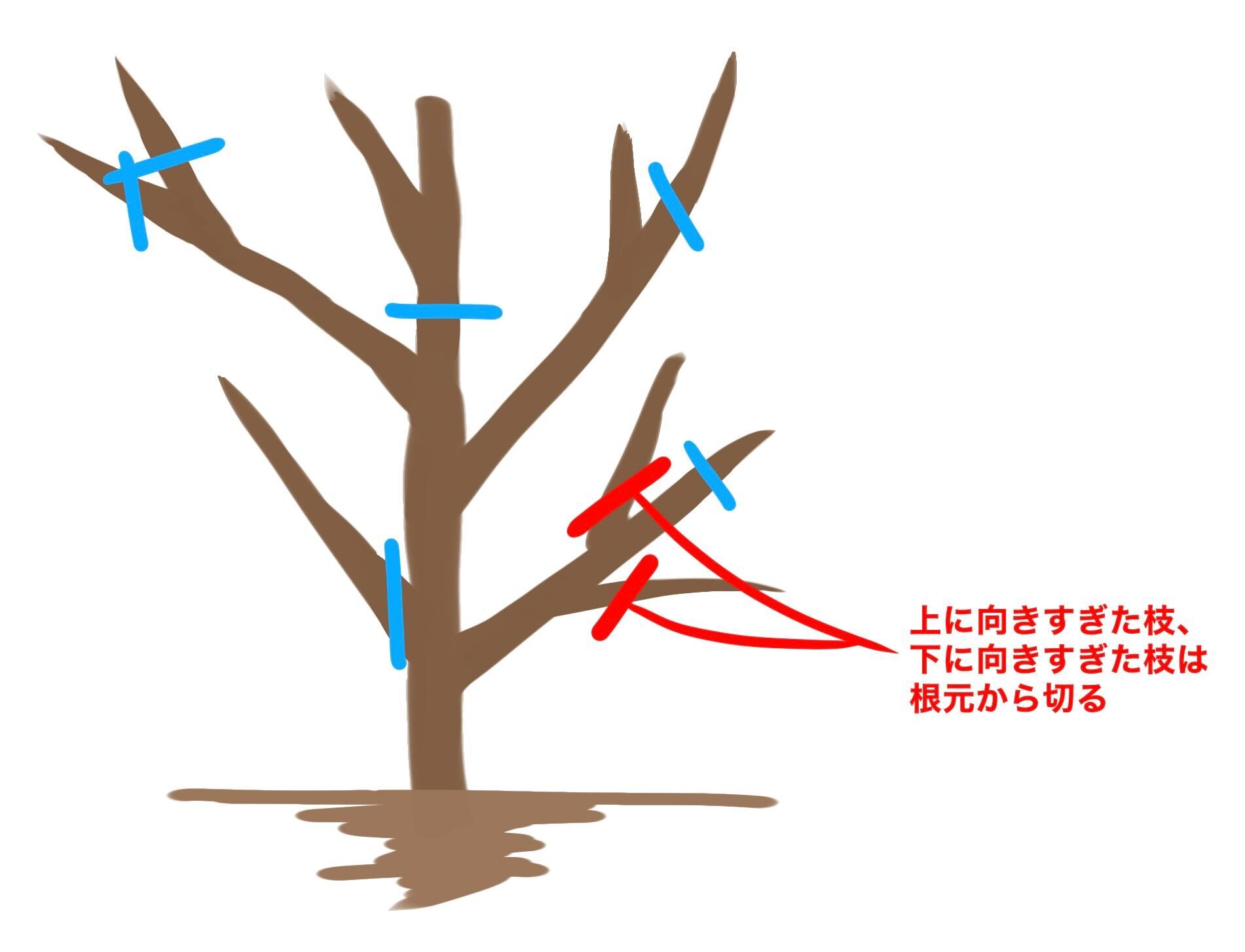みかんの木を剪定しよう ベストな剪定時期と切る枝の選び方を解説 ミツモア
