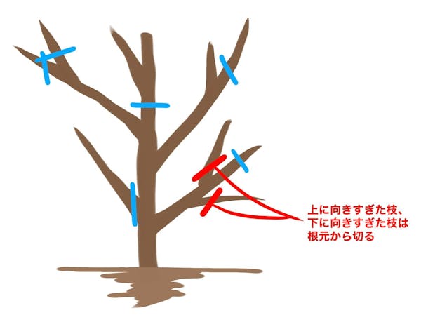 みかんの木を剪定しよう ベストな剪定時期と切る枝の選び方を解説 ミツモア みかんの木を剪定しよう ベストな剪定時期と切る枝の選び方を解説 ミツモア