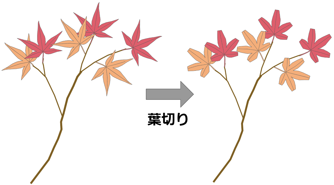 もみじの剪定時期はいつ 正しい剪定方法も図解でわかりやすく解説