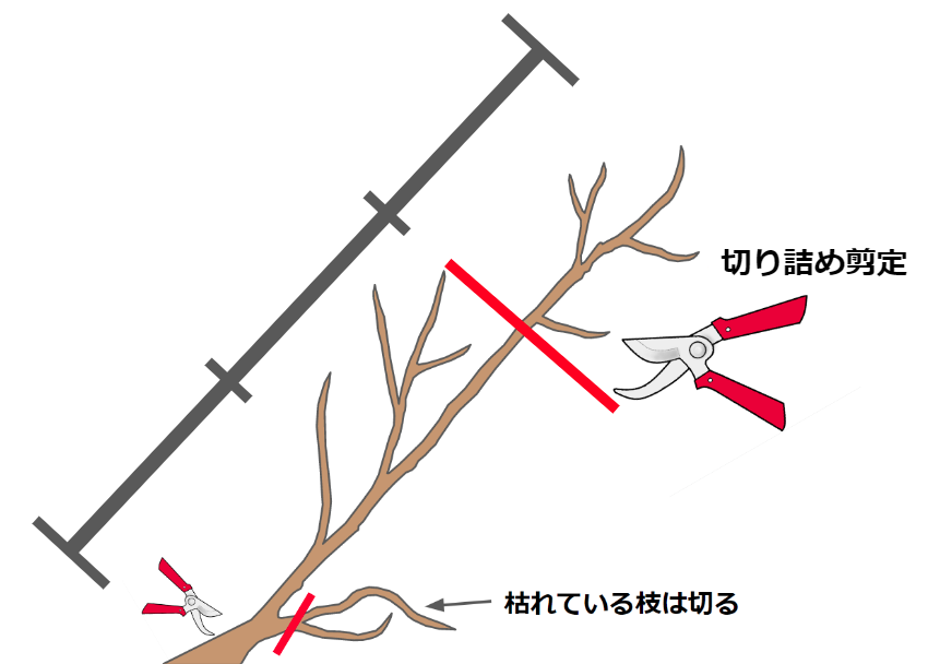 カリンの剪定方法や時期を知ろう 育て方のポイントも解説