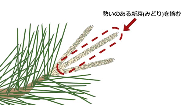 松のみどり摘みを説明している図解