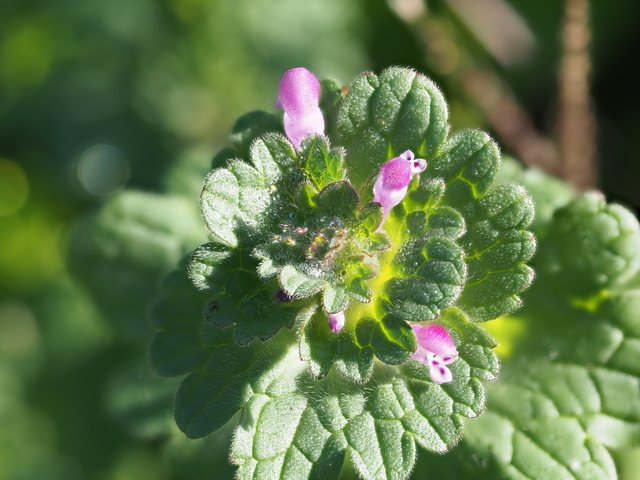 ホトケノザの特徴 生態を解説 厄介な雑草 七草との違いとは