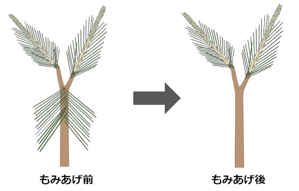 松の剪定時期は春と秋の年2回 自分で剪定する方法や料金相場も解説 松の剪定時期は春と秋の年2回 自分で剪定する方法や料金相場も解説