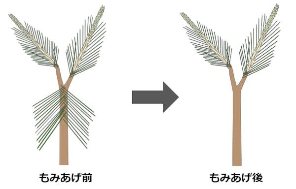 松のもみあげ剪定を説明してる図解