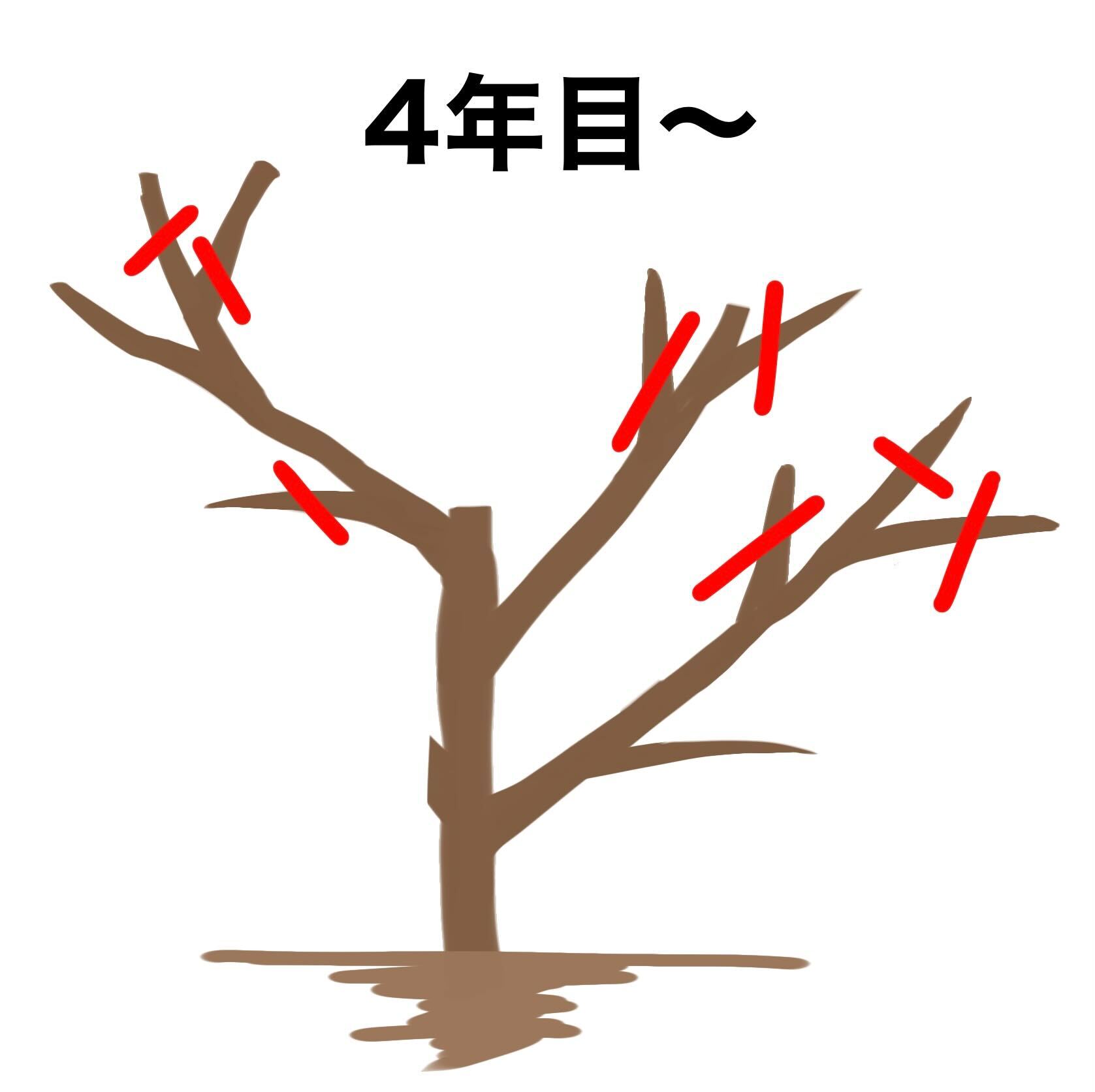 みかんの木を剪定しよう ベストな剪定時期と切る枝の選び方を解説