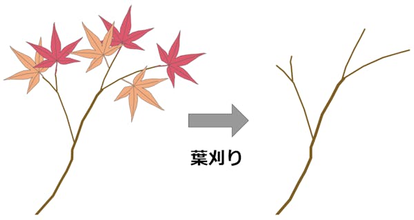 もみじの正しい剪定方法や時期とは 育てるためのポイントも解説 ミツモア もみじの正しい剪定方法や時期とは 育てるためのポイントも解説 ミツモア