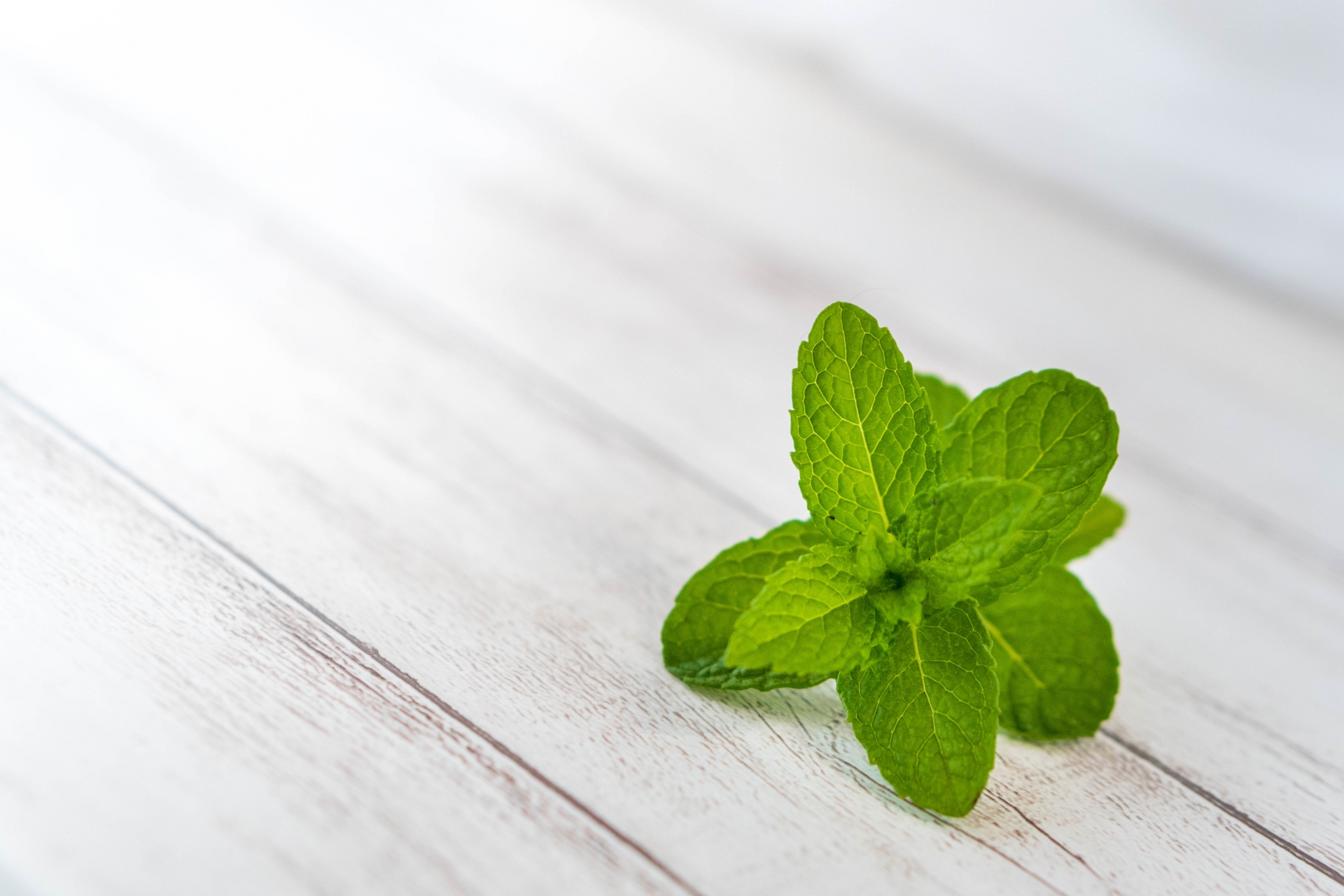 ハエ コバエ が嫌いな匂い 好きな匂い ハーブや香りでできるハエよけ4選