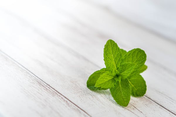 ハエ コバエ が嫌いな匂い 好きな匂い ハーブや香りでできるハエよけ4選 ハエ コバエ が嫌いな匂い 好きな匂い ハーブや香りでできるハエよけ4選