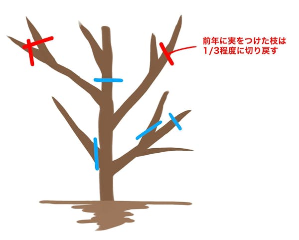 みかんの木　剪定する枝