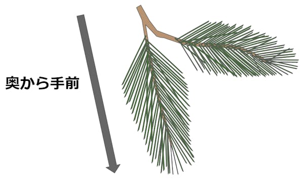 松の剪定手順を説明している図解