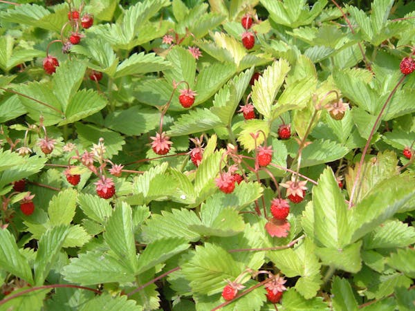 ワイルドストロベリーの育て方 室内での栽培や剪定方法 知っておくべき注意点を解説 ミツモア ワイルドストロベリーの育て方 室内での栽培や剪定方法 知っておくべき注意点を解説 ミツモア