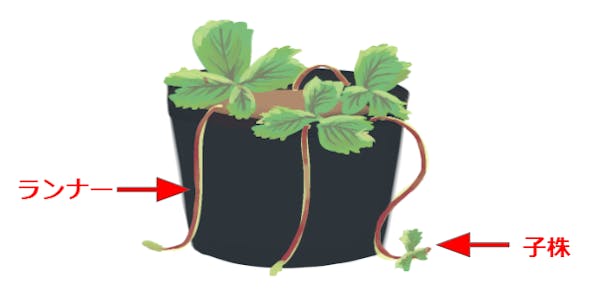 ワイルドストロベリーの育て方 室内での栽培や剪定方法 知っておくべき注意点を解説 ミツモア ワイルドストロベリーの育て方 室内での栽培や剪定方法 知っておくべき注意点を解説 ミツモア