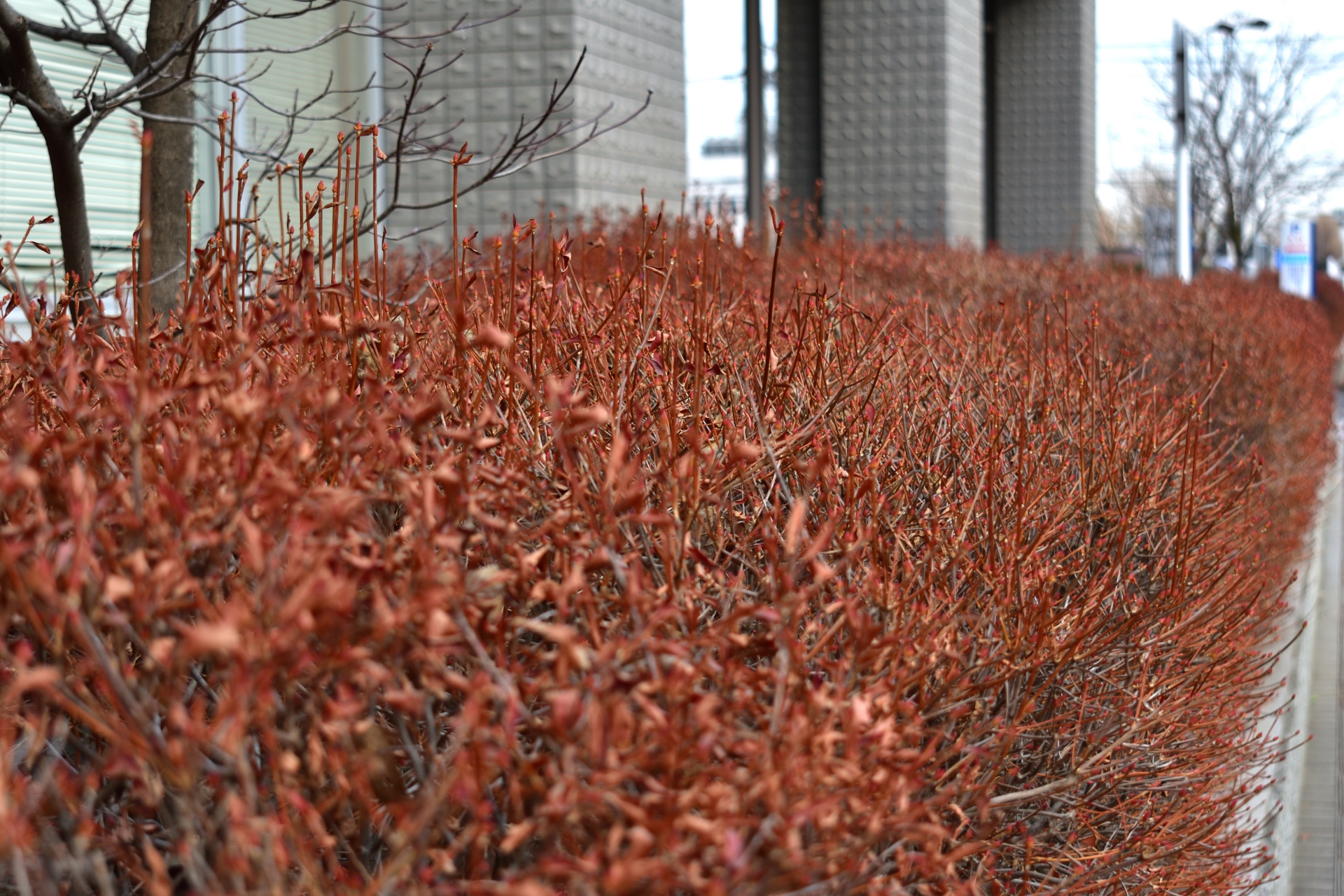 生垣の剪定方法まとめ 手入れ時期やバリカン ハサミの使い方 自分で樹形を整えるコツ