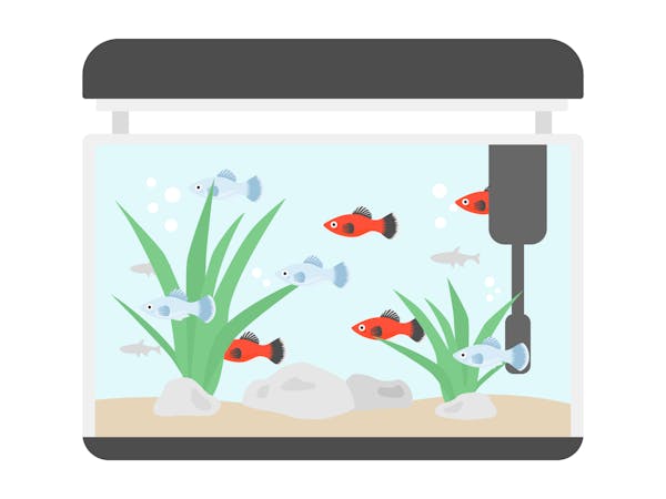 水槽を処分する方法は 水草や砂の処理方法も併せて紹介 水槽を処分する方法は 水草や砂の処理方法も併せて紹介