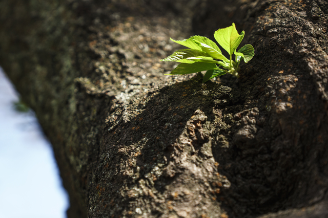 カリンの剪定方法や時期を知ろう 育て方のポイントも解説
