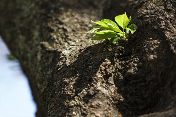 カリンの剪定方法や時期を知ろう 育て方のポイントも解説 カリンの剪定方法や時期を知ろう 育て方のポイントも解説